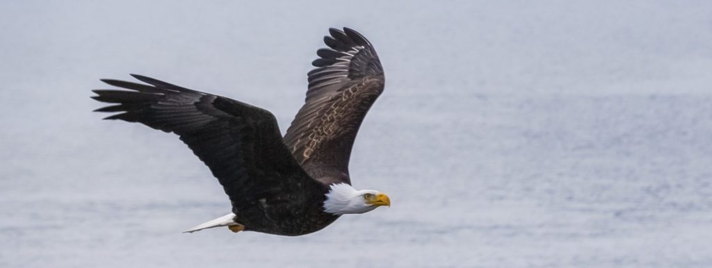 Bald eagles make for a thrilling sight as they hunt along the coastline of Canada's South Pacific.