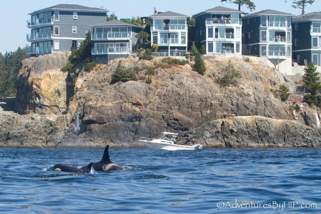 Whales frequent the waters off of SookePoint.