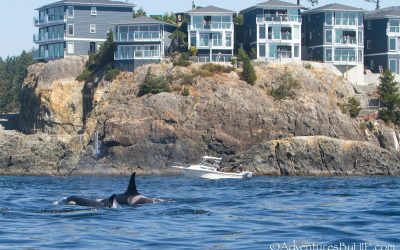 Ocean Science & Nature Insights From SookePoint