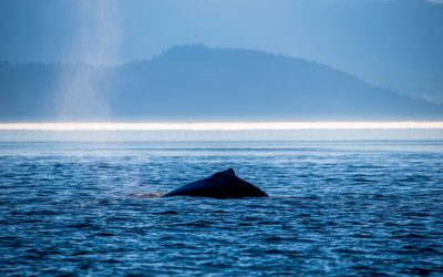 West Coast Nature of Vancouver Island