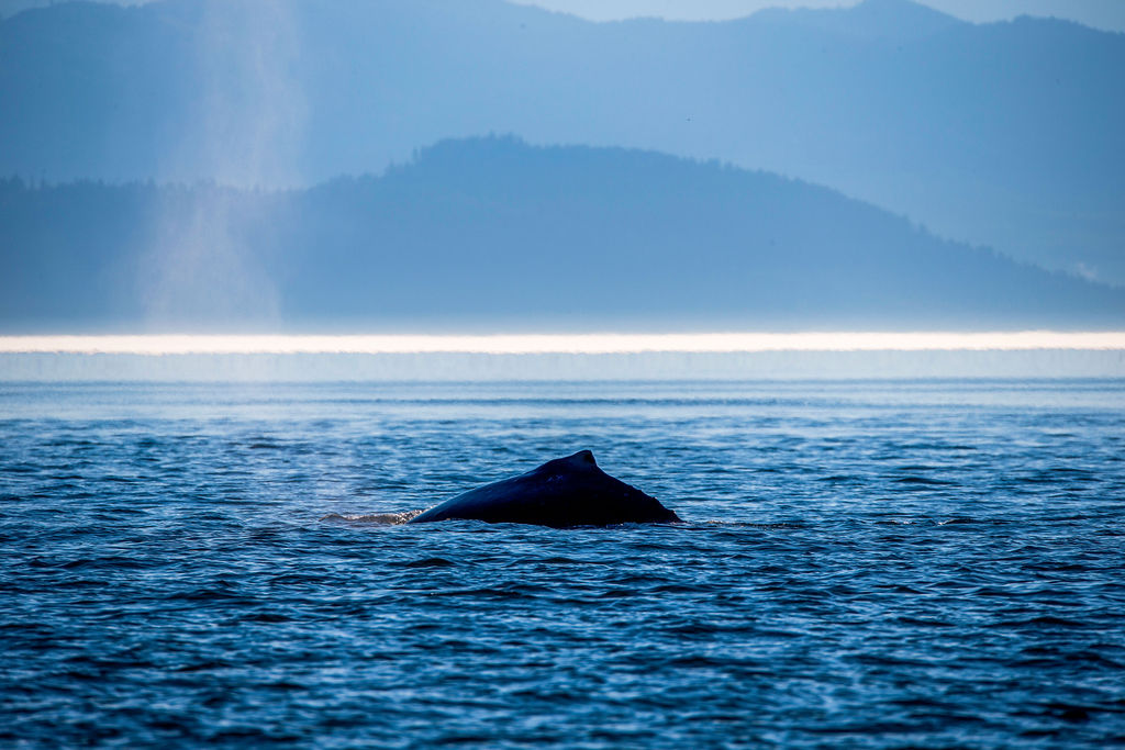 SookePoint offers access to the diverse west coast nature of Vancouver Island.