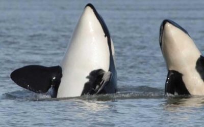 SookePoint Orcas and Whale Watching
