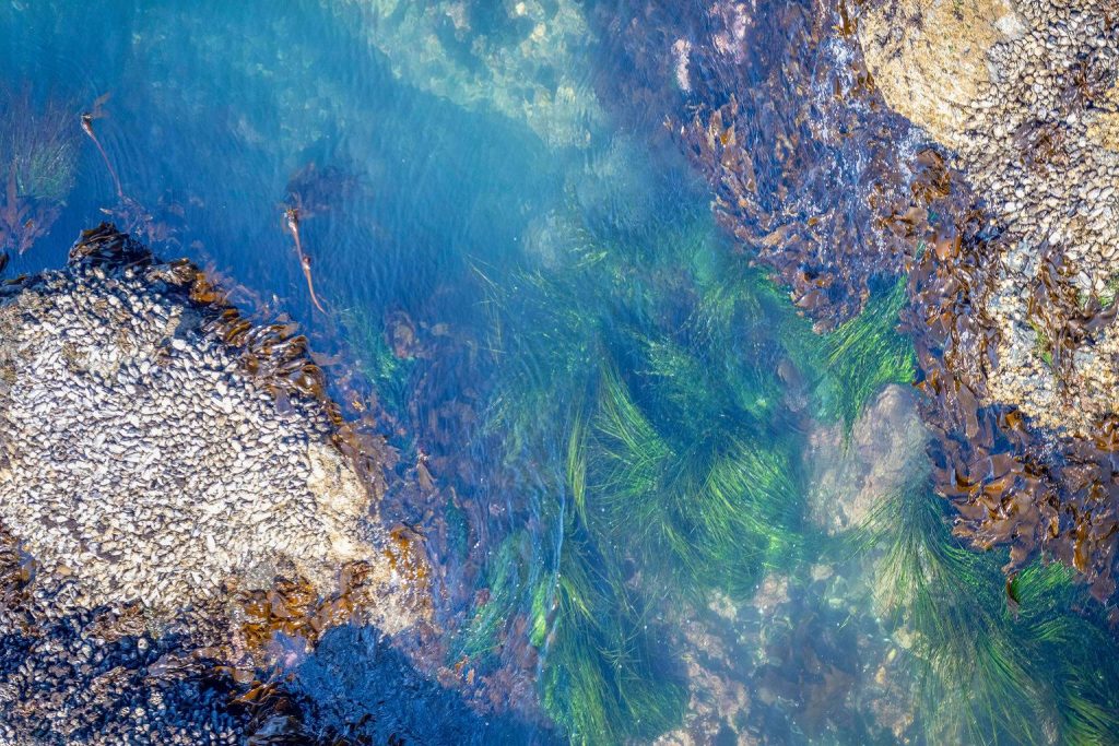 The shoreline is defined by tidal movement.
