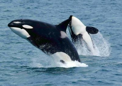 orcas breaching