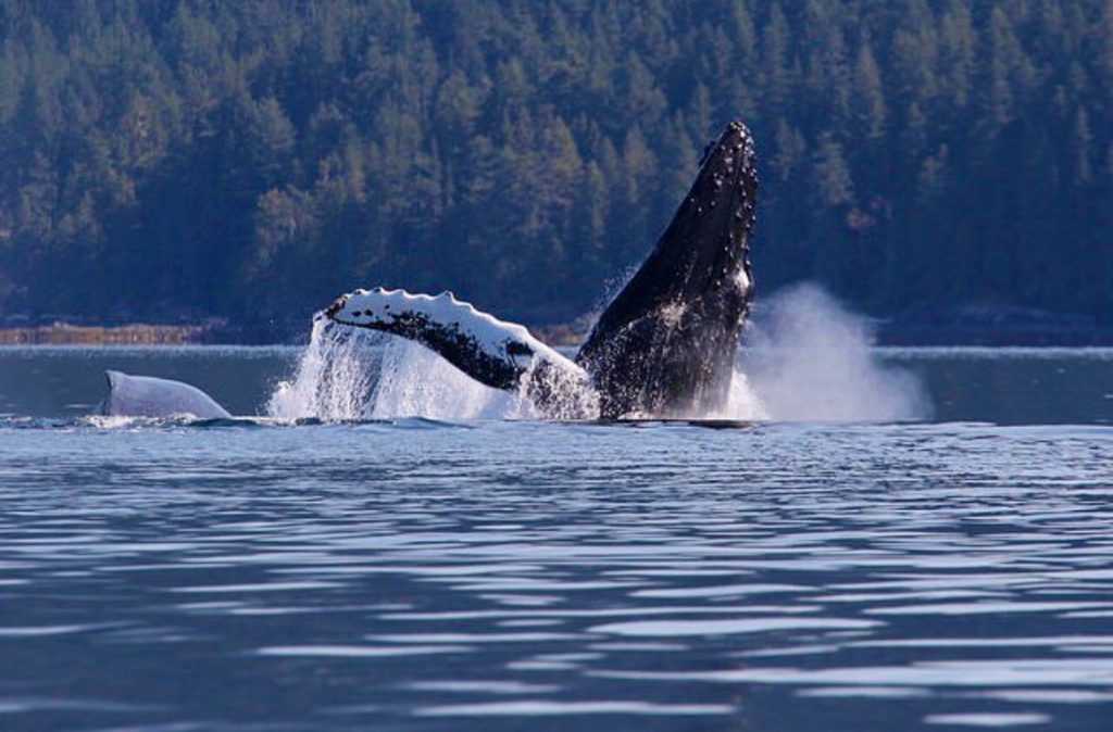 "We saw at least three humpback whales from our balcony!"