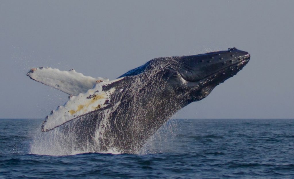 Visitors seek a chance to get closer to nature.