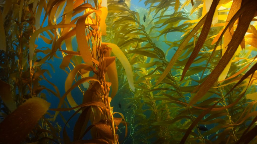 Kelp grows in abundance in the rocky shallows around SookePoint.