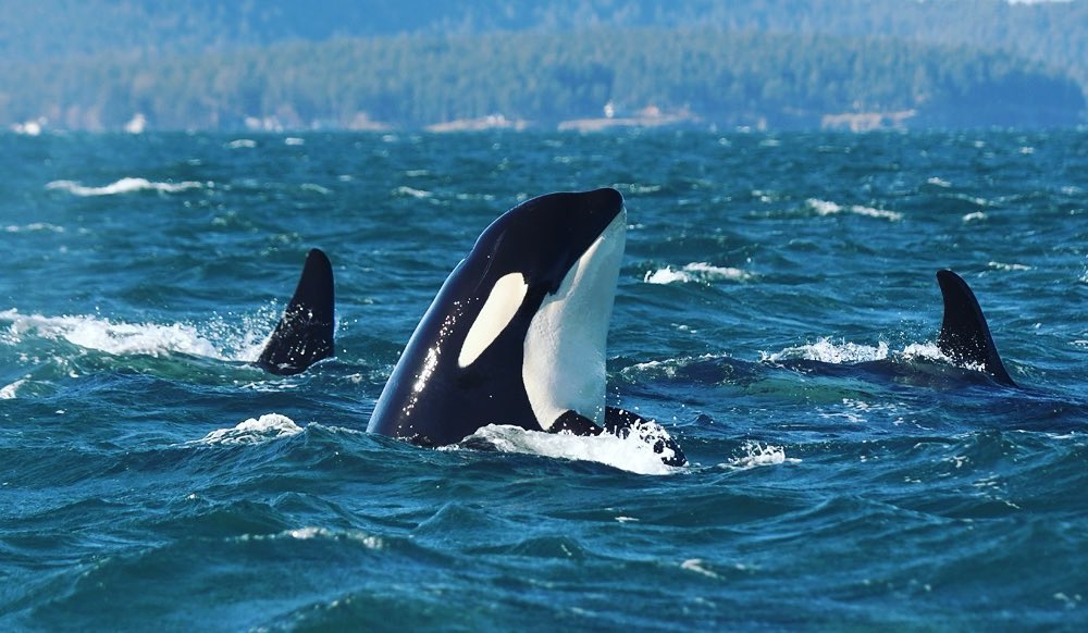 “You never forget your first whale at the window.”