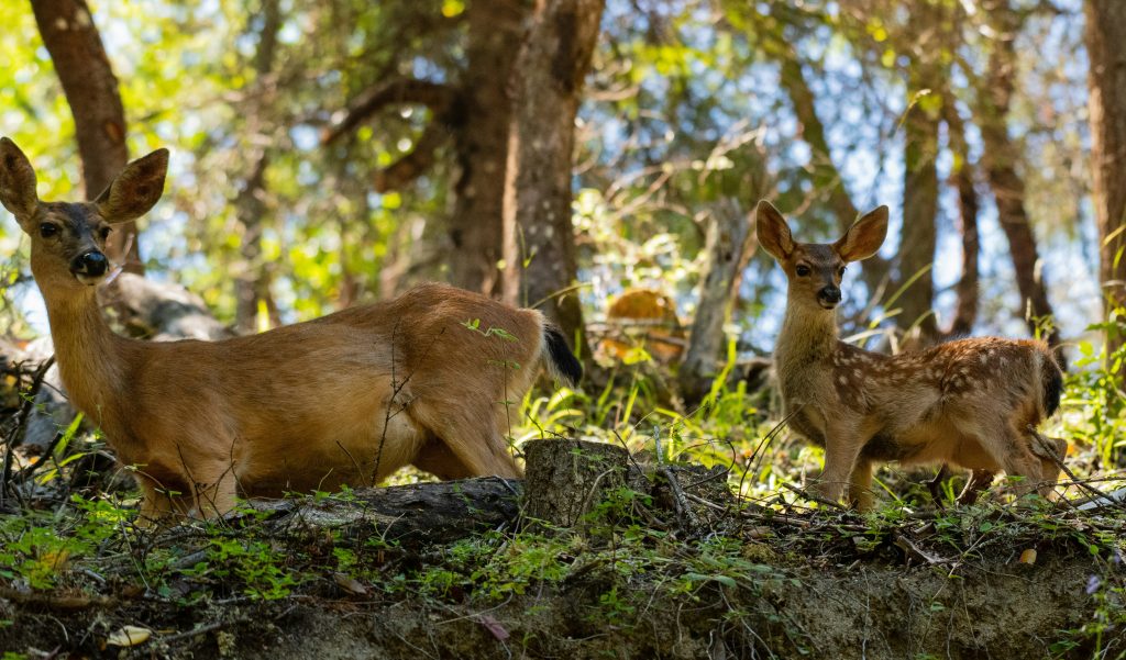 Deer are common in the forests around SookePoint.