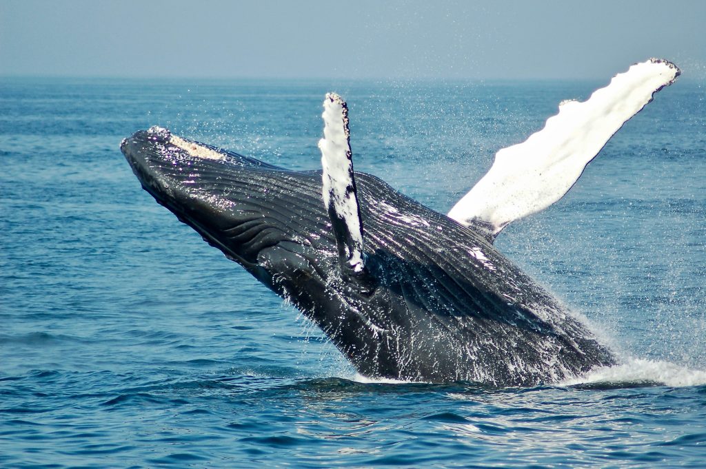 Canada's South Pacific is home to the majestic humpback whale.